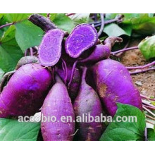 100% Natural Purple Sweet Potato Extract, Sweet Potato Purple Powder, 5%-80% Anthocyanin